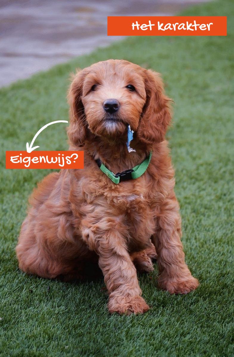 australian labradoodle karakter TypischDoodles