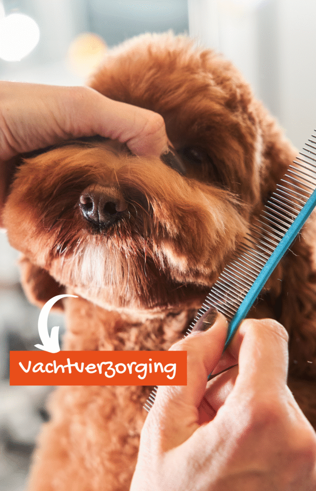 Australian Labradoodle met krullende vacht dichtbij camera