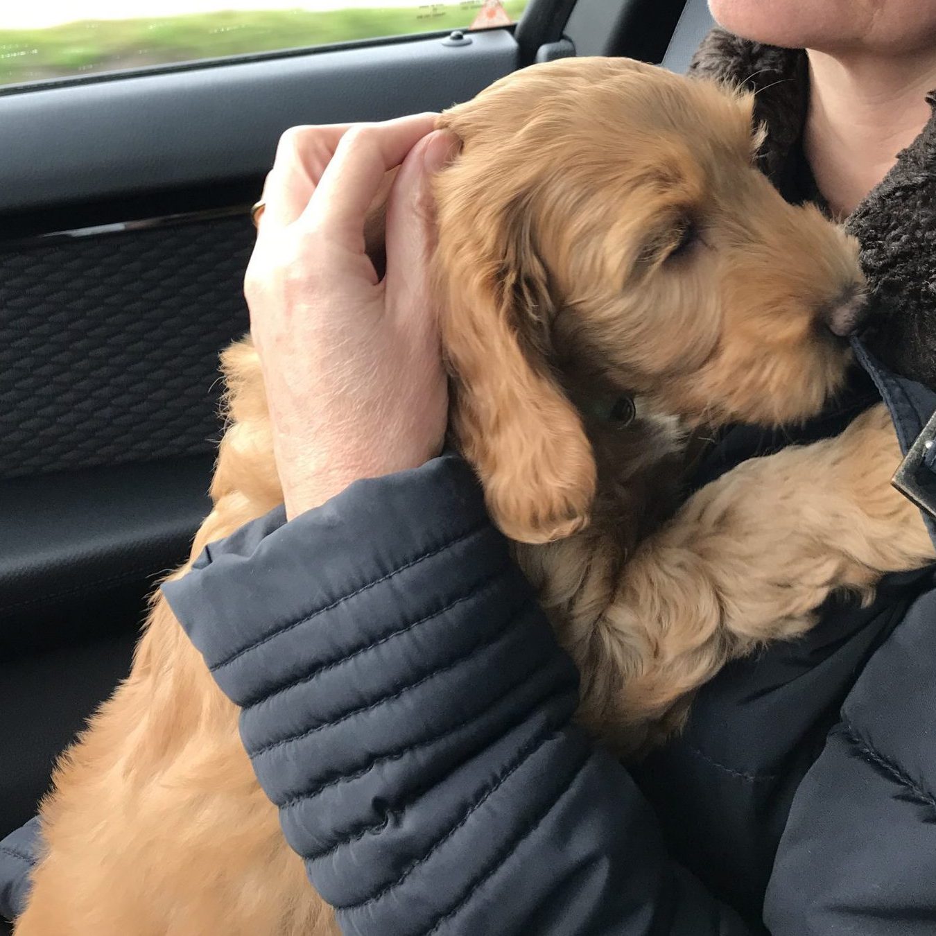 Ophalen Australian Labradoodle pup op schoot in auto TypischDoodles