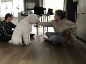 De eerste dag met je Australian Labradoodle pup van TypischDoodles