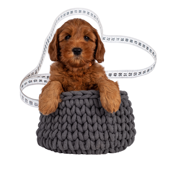 australian labradoodle pup