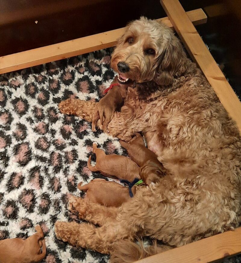 Miley x Cooper Nieuw Typisch meisie Famke Australian Labradoodle