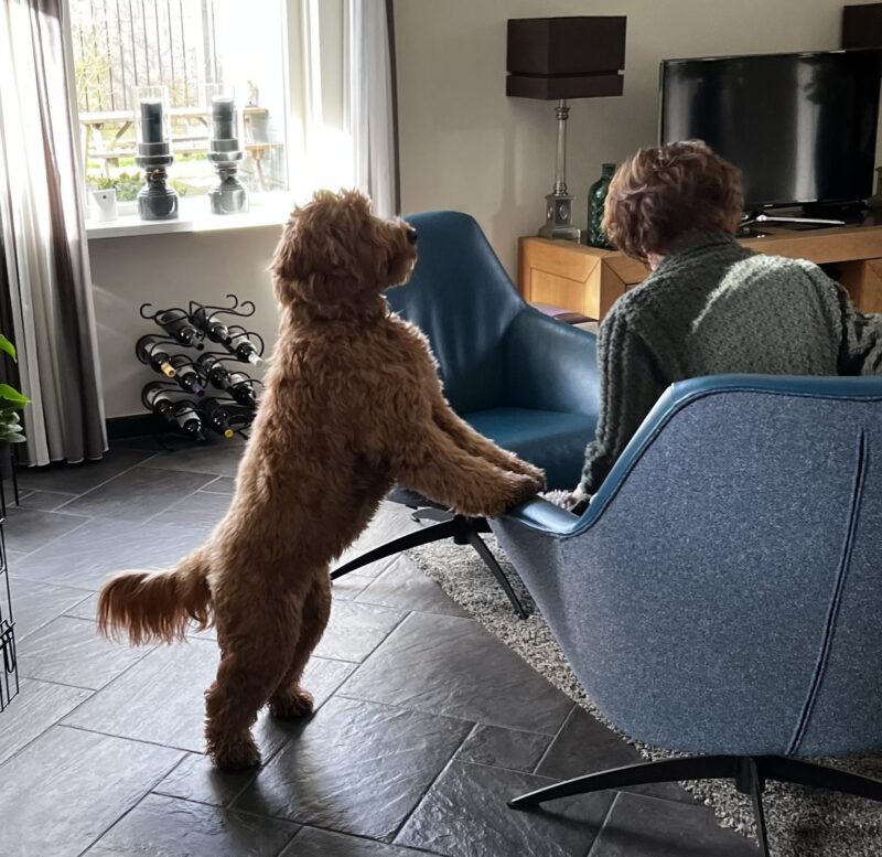 Spetter haar eerste date Australian Labradoodle ALAEU