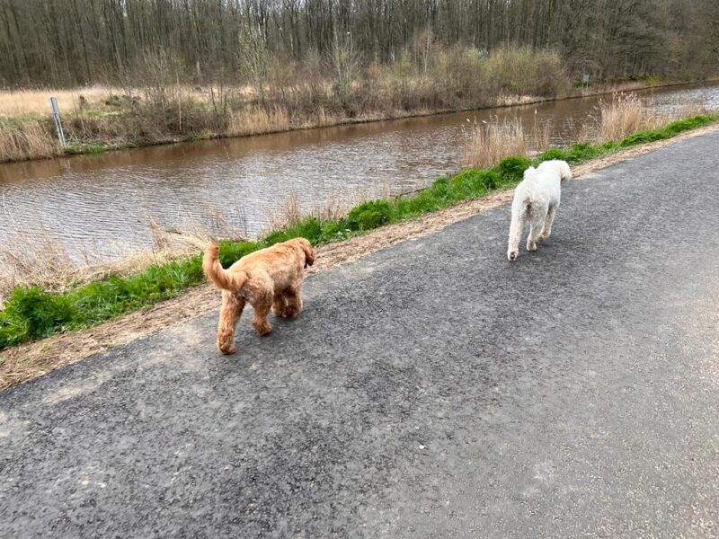 Er formeert zich een kopgroep met Doedel en Spetter Australian Labradoodles ALAEU fokker