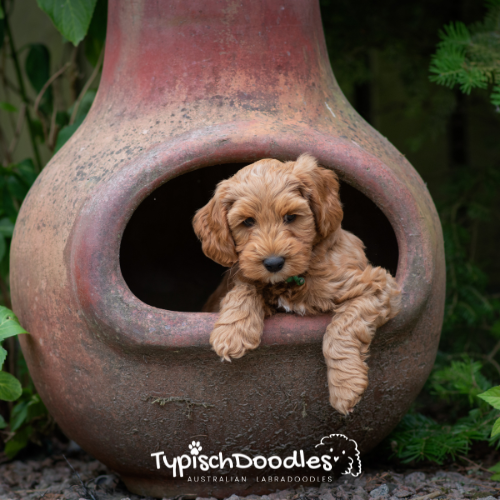Contact Australian Labradoodle puppy ALAEU fokker TypischDoodles
