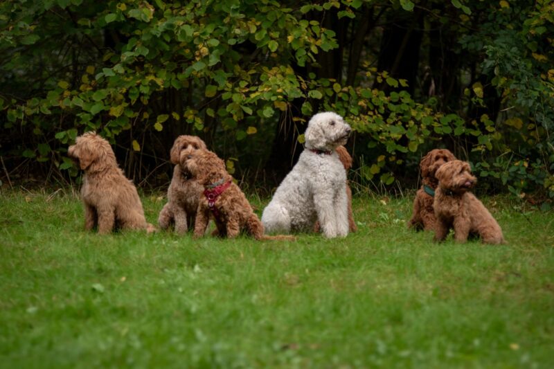 Nestmeeting Australian Labradoodles pups Spetter en Simba