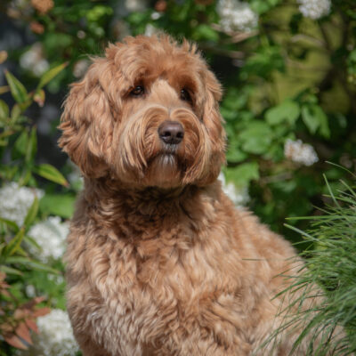 hypoallergene hond