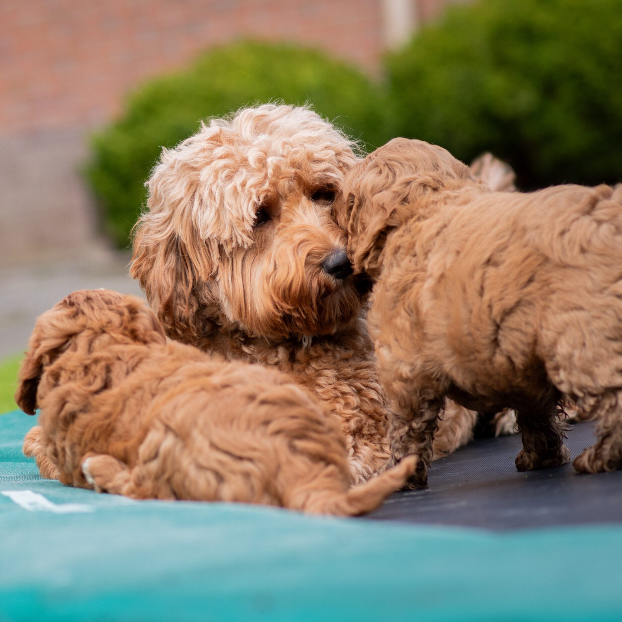 labradoodle pups