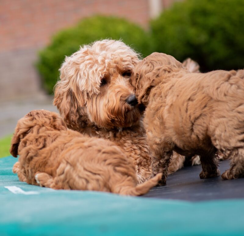 labradoodle pups