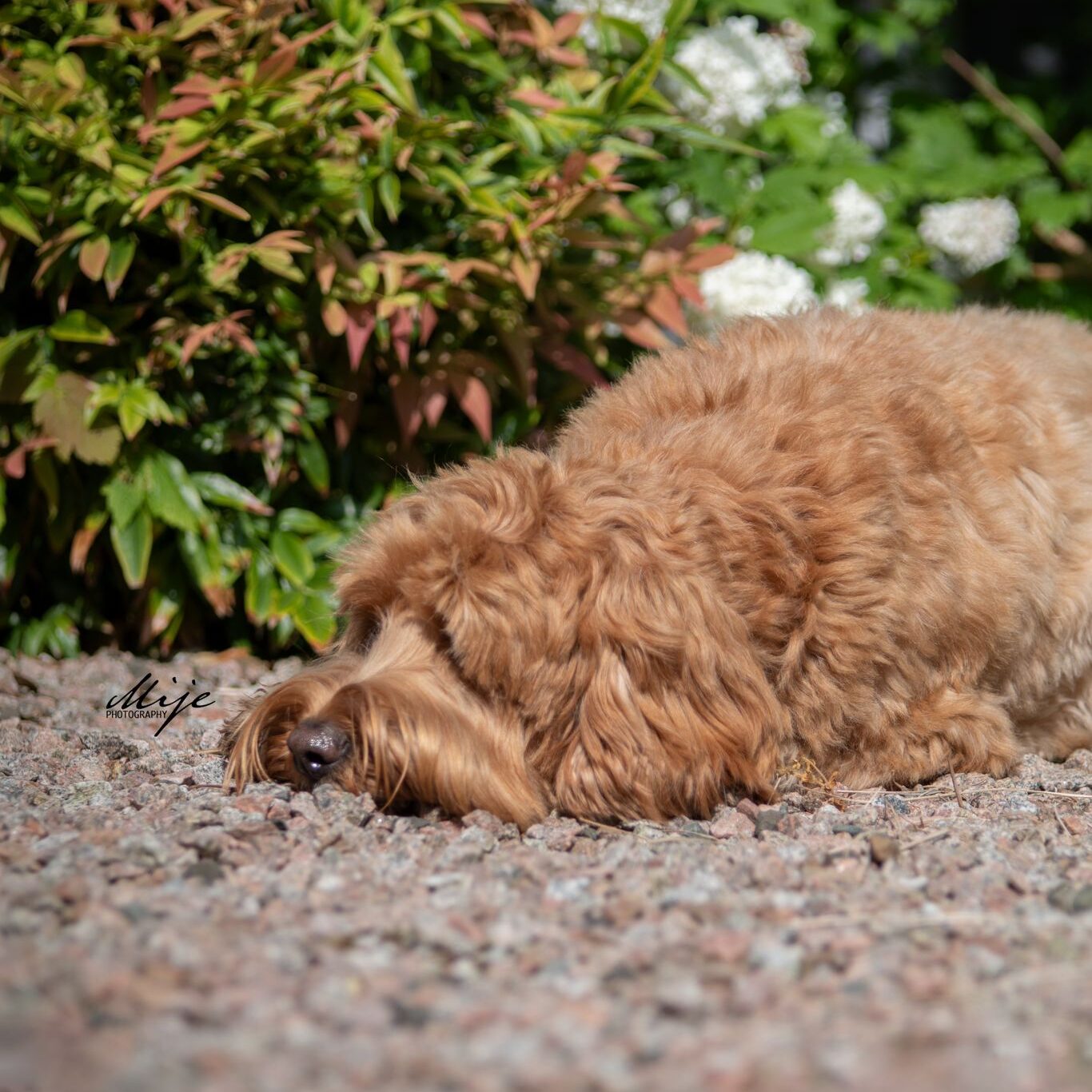 Puberteit Labradoodle