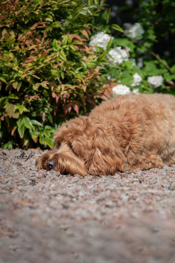 Puberteit Labradoodle