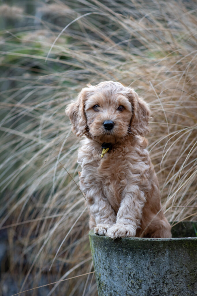 Op 22 november, in de avonduren tussen 19:00 en 23:00 uur, mochten we vol bewondering toekijken hoe Yuna haar allereerste nestje op de wereld zette. Negen prachtige pupjes werden geboren – vijf reutjes en vier teefjes. Het was weer heel bijzonder.