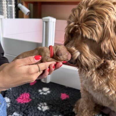 Ayla en pupje rood Australian Labradoodle puppy