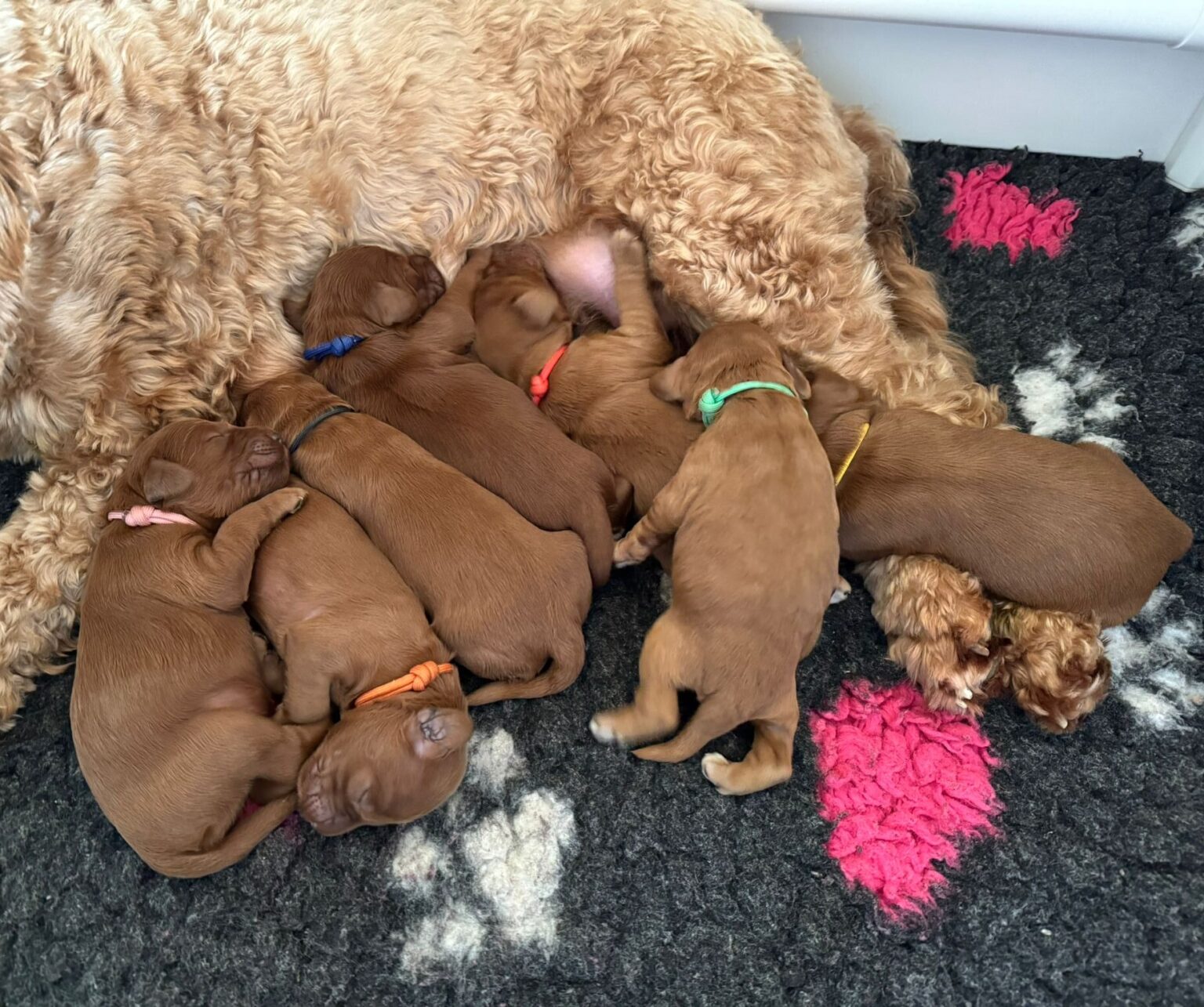Australian Labradoodle nestje van Yuna in de werpkist – februari 2026