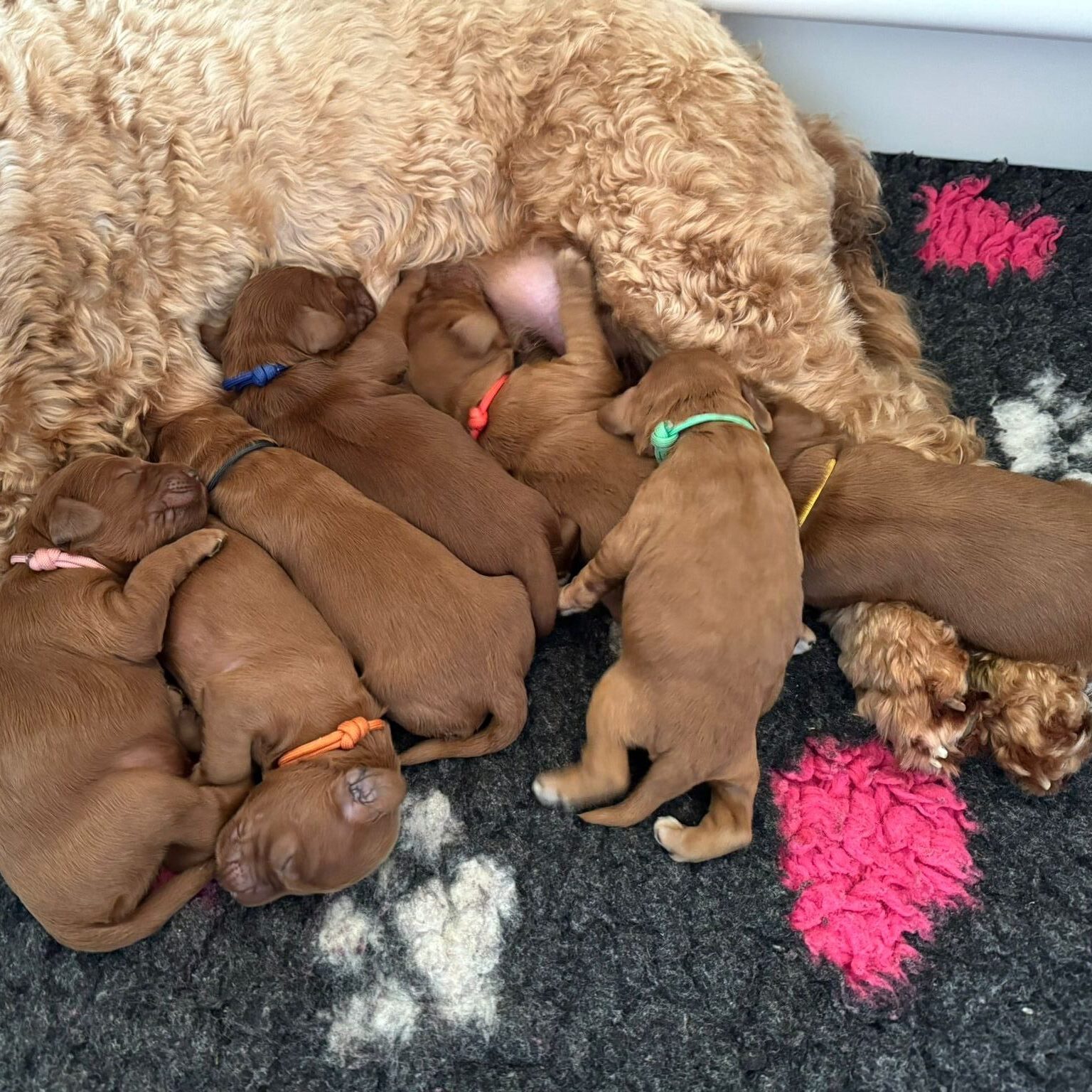 nestje-yuna-2026 Australian Labradoodle nestje van Yuna in de werpkist – februari 2026