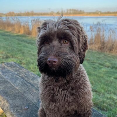 Nala Mini australian labradoodle