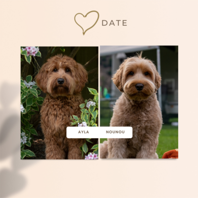 Ayla x Nounou Planning nestje australian labradoodles