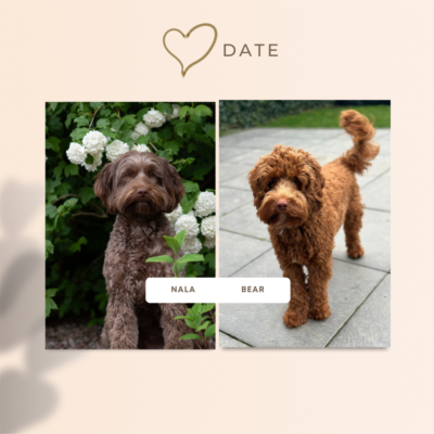 Nala x Bear Nala x Bear 2 Australian Labradoodles mini's plannen een nestje