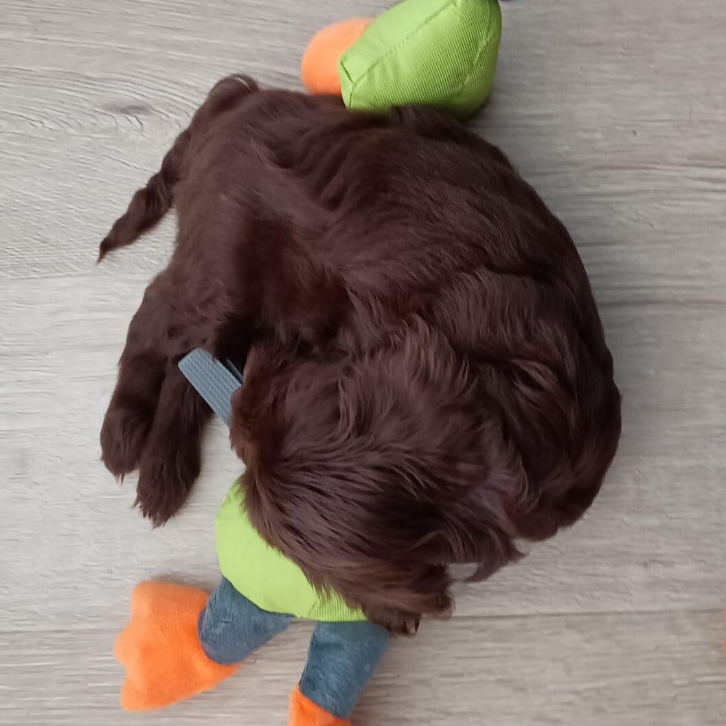 Nala chocolade mini slapend op een knuffel